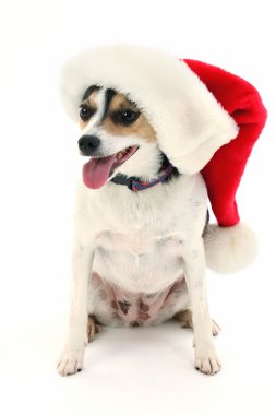 Noel Baba şapkası Terrier köpek