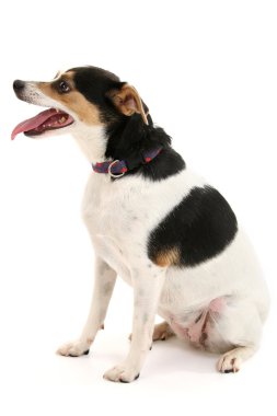 dilini çıkarmış Terrier köpek