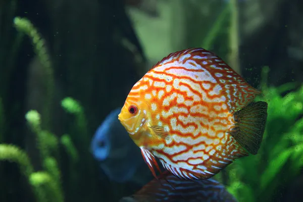 Peces tropicales multicolores en tanque de agua salada —  Fotos de Stock