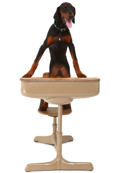 Doberman Filhote de cachorro na mesa da escola — Fotografia de Stock