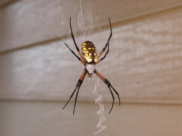 Garden Spider in Web