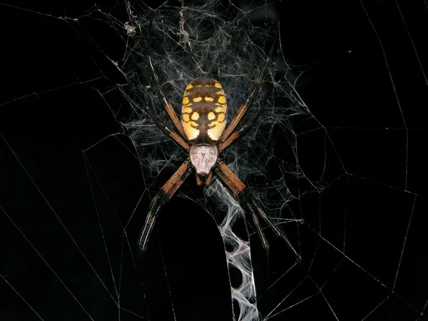 Garden Spider in Web at Night — Stock Photo, Image