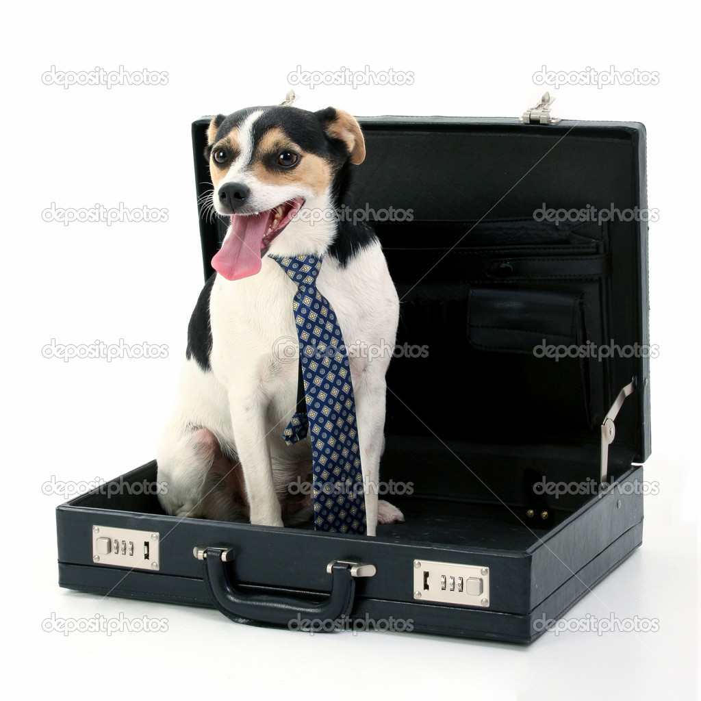 Dog in Briefcase — Stock Photo 