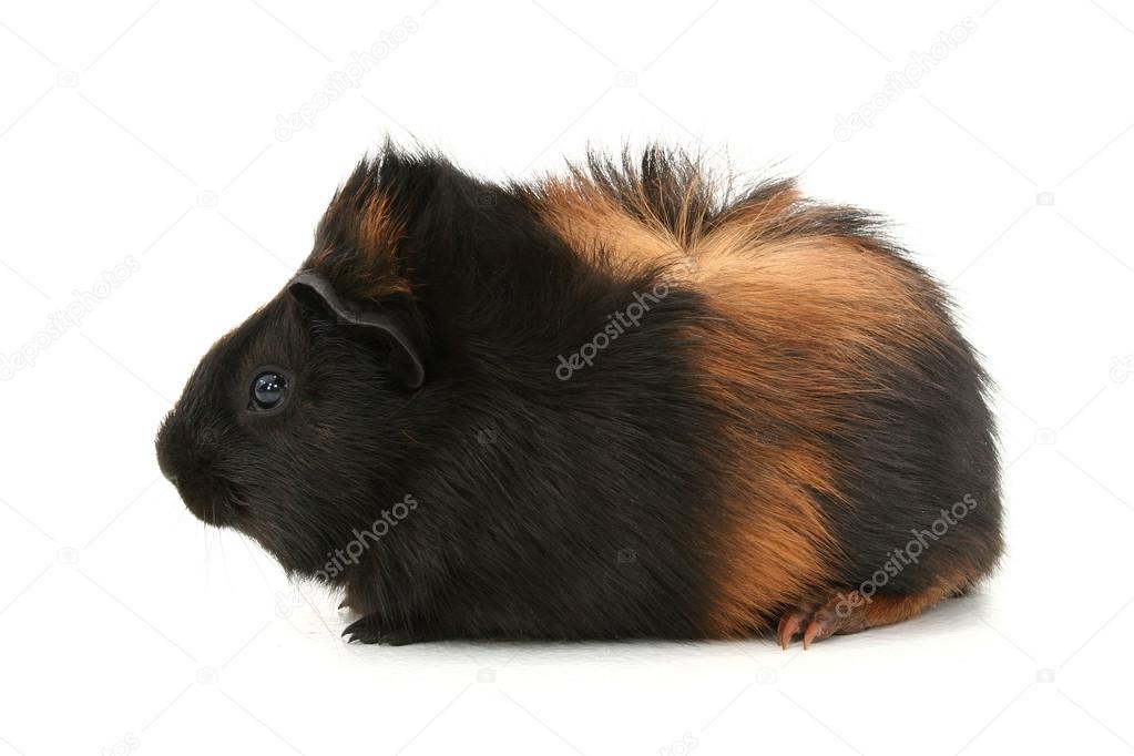 Silkie Guinea Pig