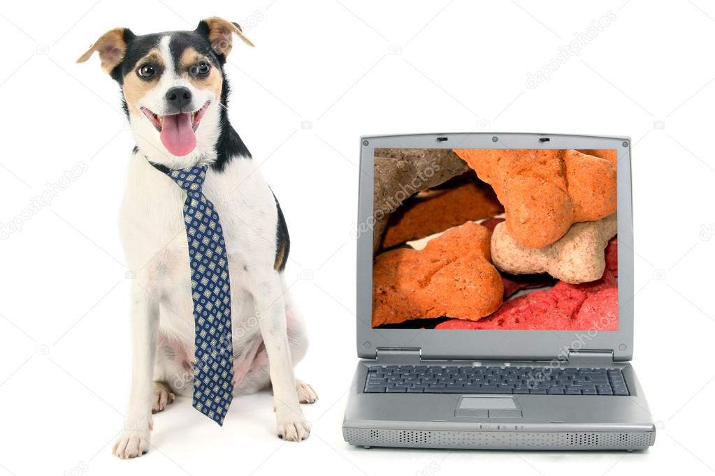 Terrier Dog with Laptop