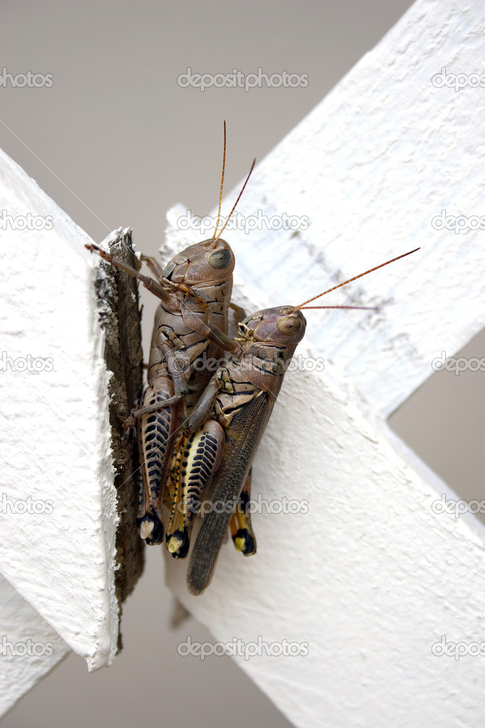 Locust Couple