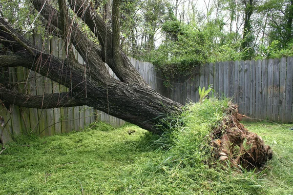 Árvore de salgueiro caído — Fotografia de Stock