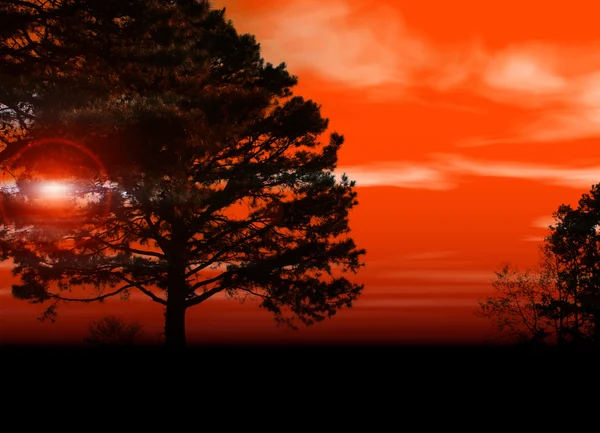 Zachód słońca przez drzewa — Zdjęcie stockowe