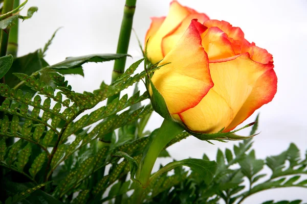 Single Rose — Stock Photo, Image