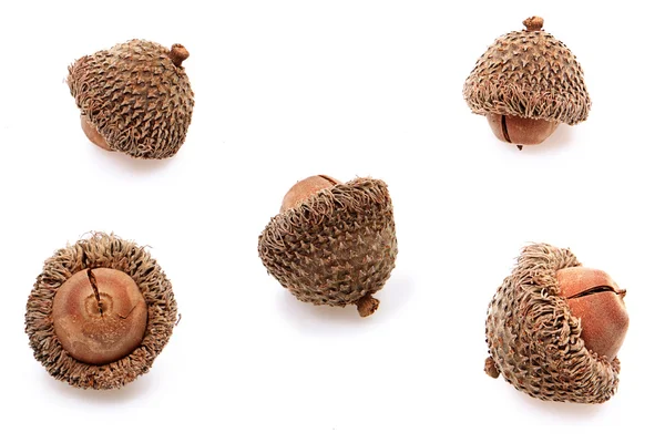Group of individual acorns over white — Stock Photo, Image