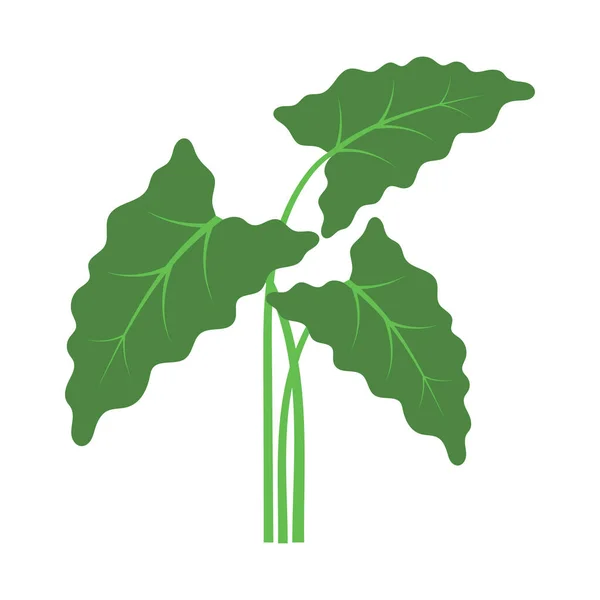 Alocasia Planta Icono Diseño Plantilla Vector Ilustración — Vector de stock