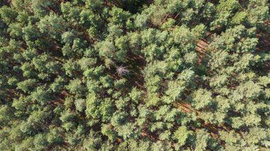 yeşil orman ve yeşil arkaplan