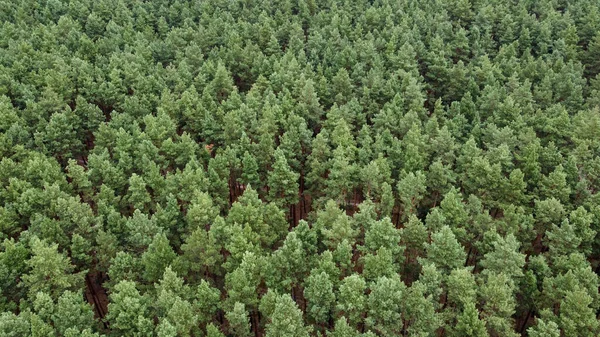 yeşil orman ve yeşil arkaplan