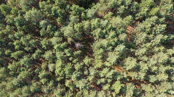 yeşil orman ve yeşil arkaplan