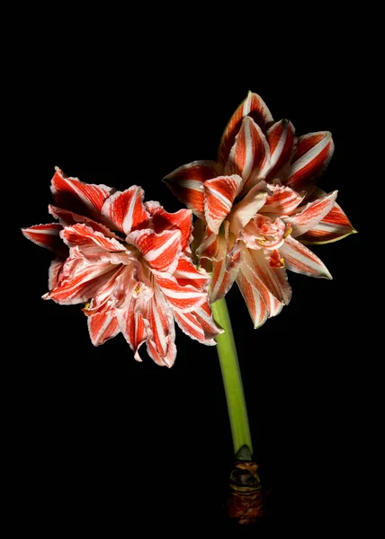 Siyah arkaplanda kırmızı yıldız çiçeği 