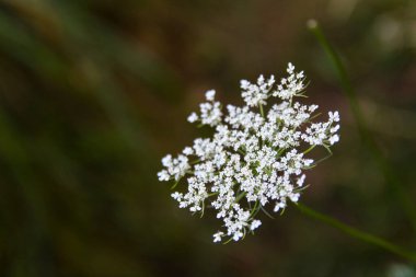 Unutma beni çiçekleri.
