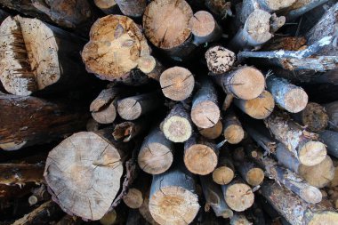 Yakacak odun yığını 