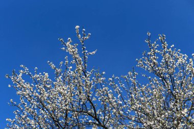 Yakacak odun yığını 
