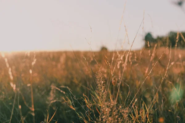 Sabah tarlada çimenler 