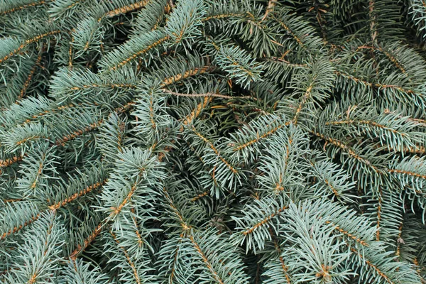 texture of branches of pines and fir trees
