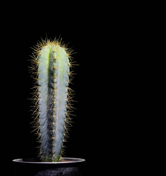 siyah üzerine izole kaktüs