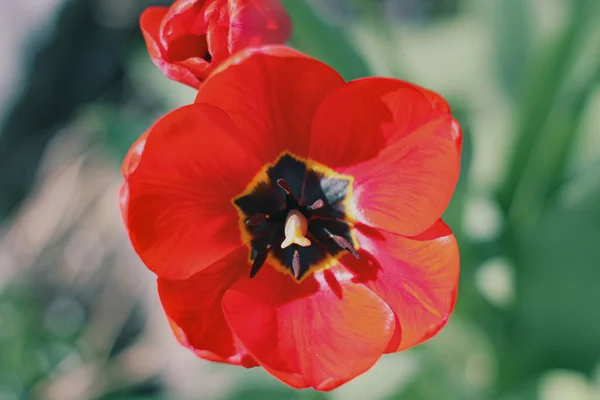 kırmızı ve sarı lale