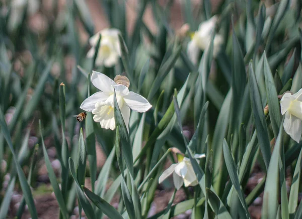 white flowers in the grass with bee