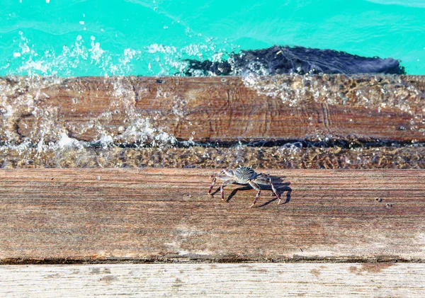 crab on the ocean