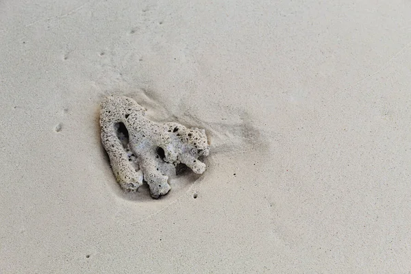 Koraal Het Zandstrand — Stockfoto