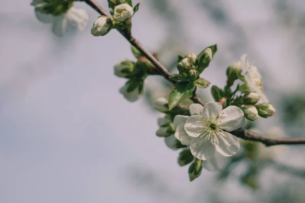 İlkbaharda açan ağaç