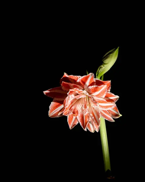 siyah üzerine izole kırmızı çiçek