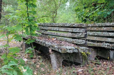old abandoned bench in the woods
