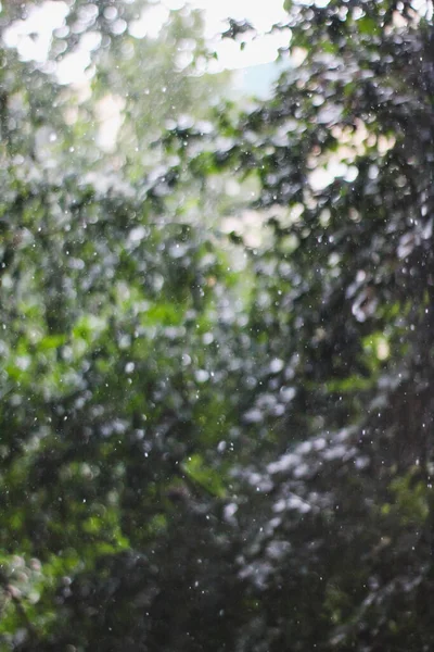 Yağmurda yeşil yapraklar