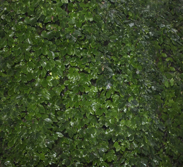 Yağmurda yeşil yapraklar