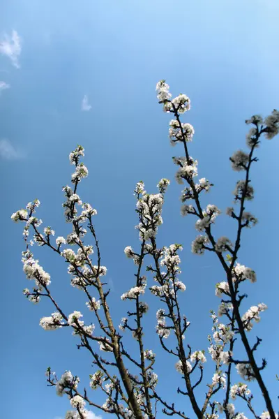 Gökyüzüne karşı kiraz çiçeği