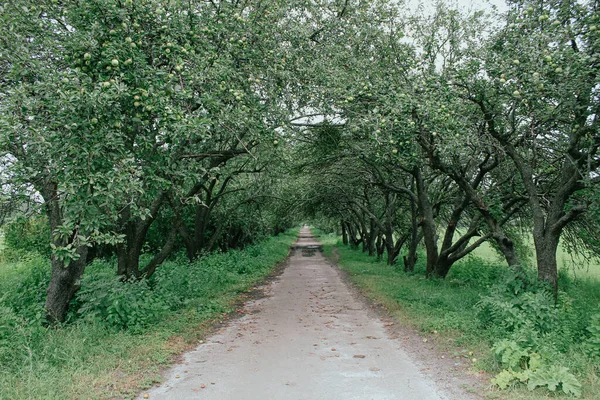 road in the park apple trees