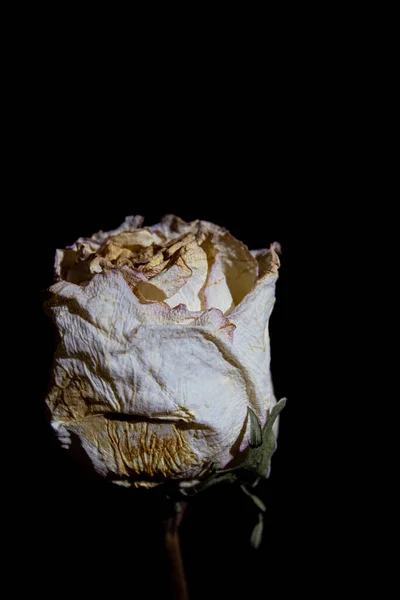 Siyah arkaplanda kuru gül