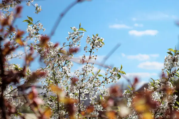 gökyüzünde bahar çiçekleri