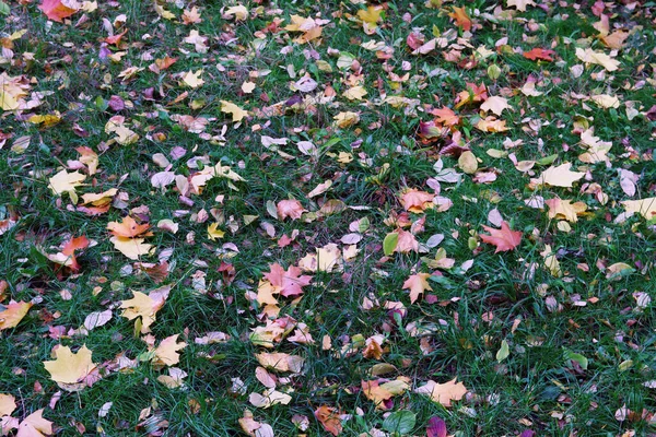 Herbstliches Laub Liegt Auf Dem Rasen Garten Herbst Oktober — Stockfoto