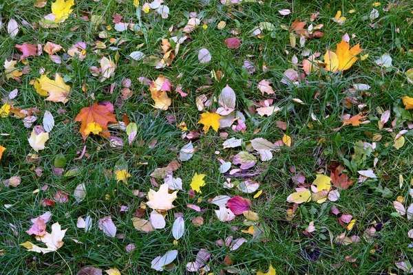 Jesień Spadły Liście Leżą Trawie Ogrodzie Jesień Październik — Zdjęcie stockowe