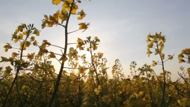 Sementes de colza — Vídeo de Stock