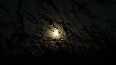 pasto y la luz del sol