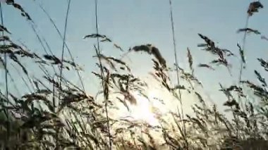 pasto y la luz del sol