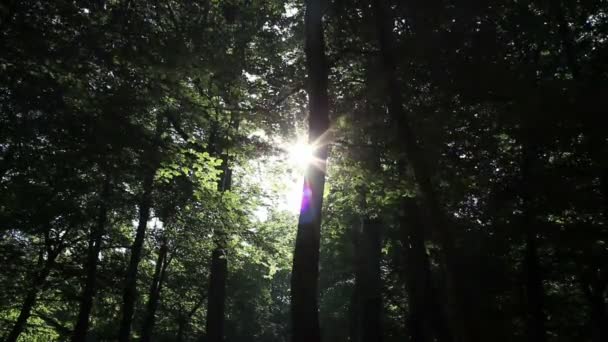 Эпический лес — стоковое видео