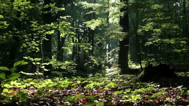 Στο δάσος — Αρχείο Βίντεο