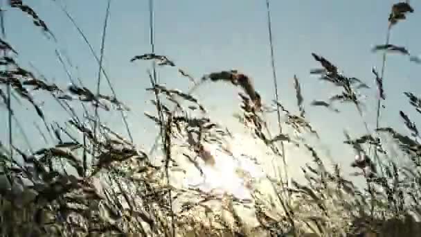 Herbe et lumière du soleil — Video