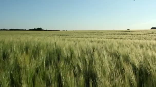 Jęczmień pole — Wideo stockowe