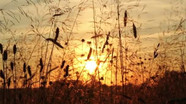 Gras bij zonsondergang — Stockvideo