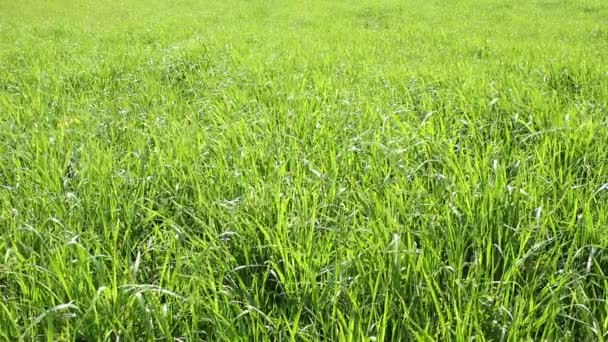 Herbe verte