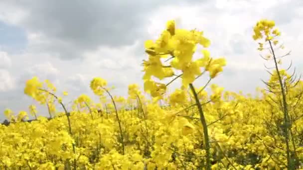 Semillas de colza — Vídeo de stock